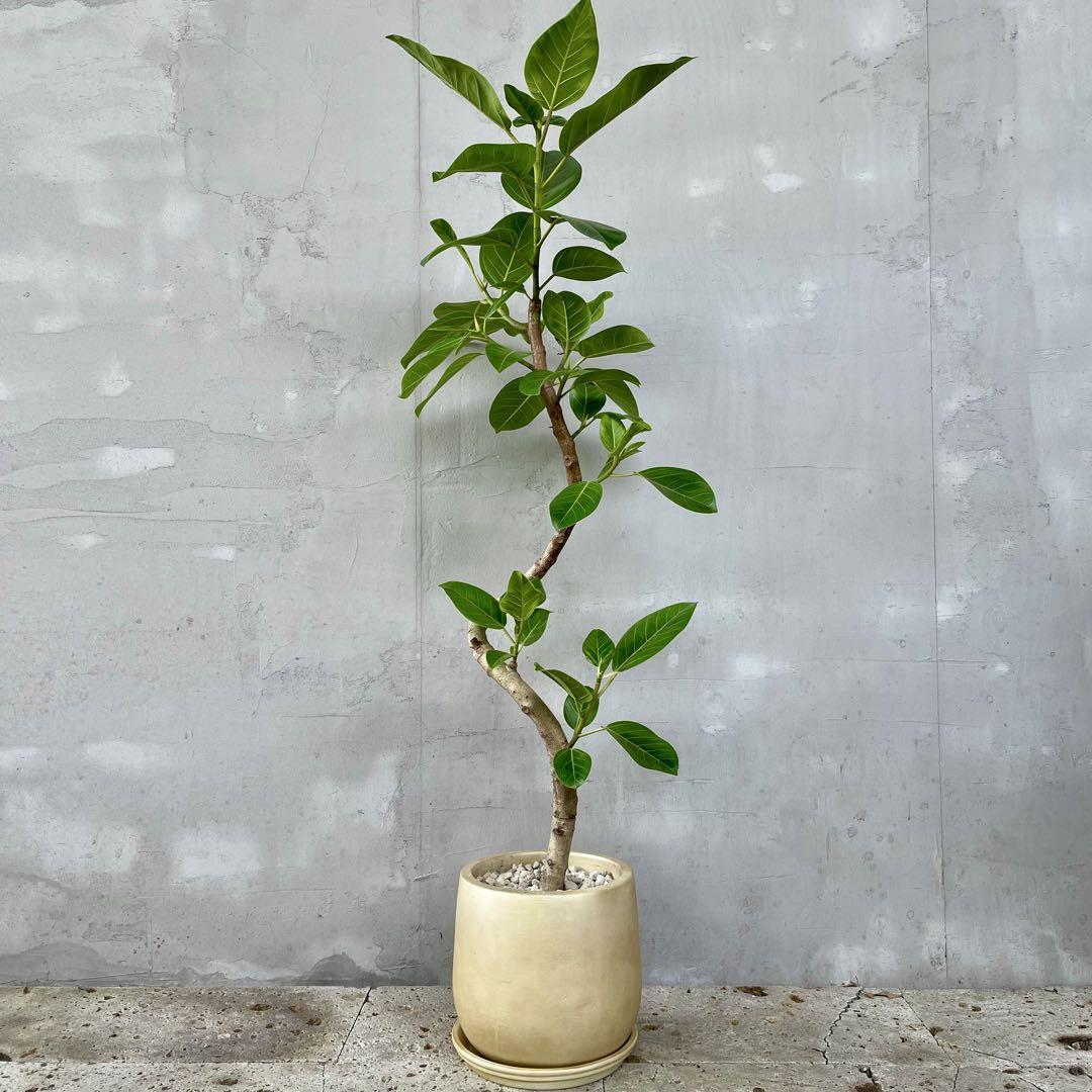 特大　フィカス アルテシマ　螺旋　10号　サンセットゴールド陶器鉢　植え込み発送 特大 フィカス アルテシマ 螺旋 10号 サンセットゴールド陶器鉢