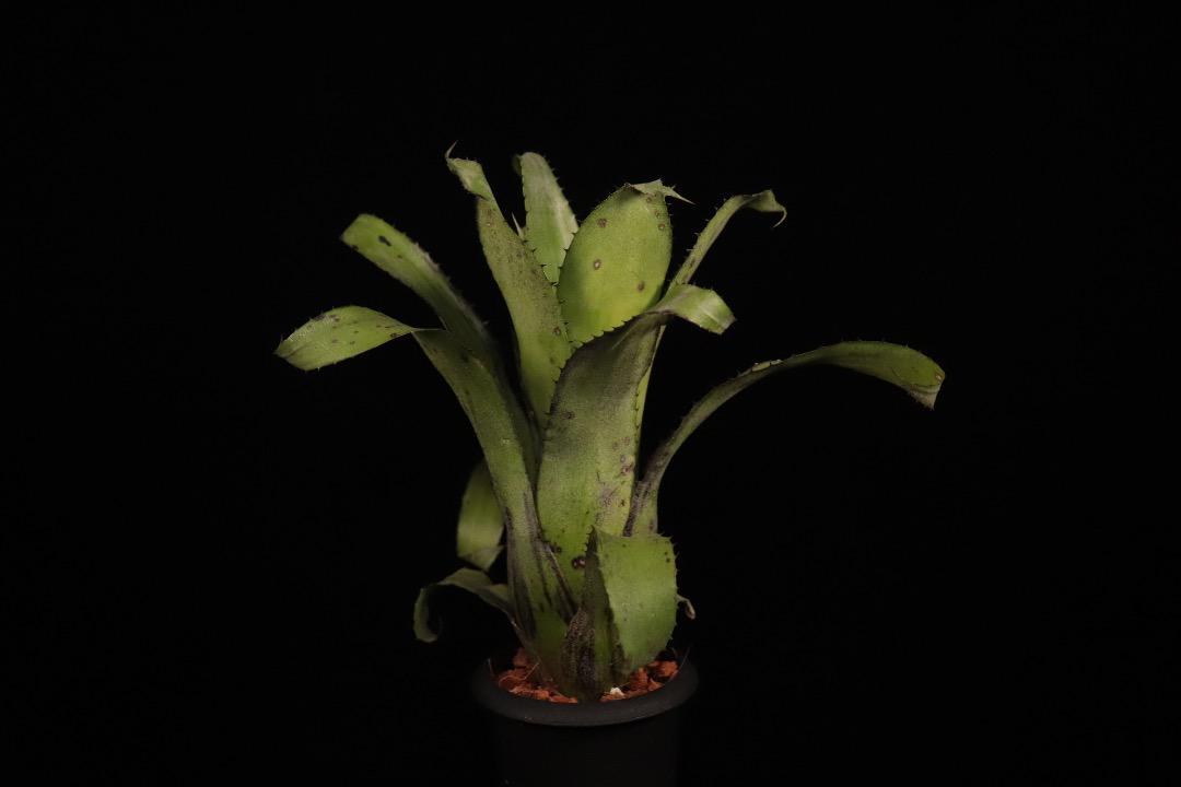 xHohenregelia 'Green Tea'〔ホヘンレゲリア〕H0166