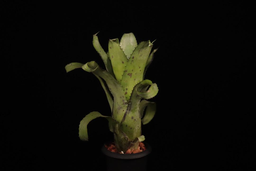 xHohenregelia 'Green Tea'〔ホヘンレゲリア〕H0166