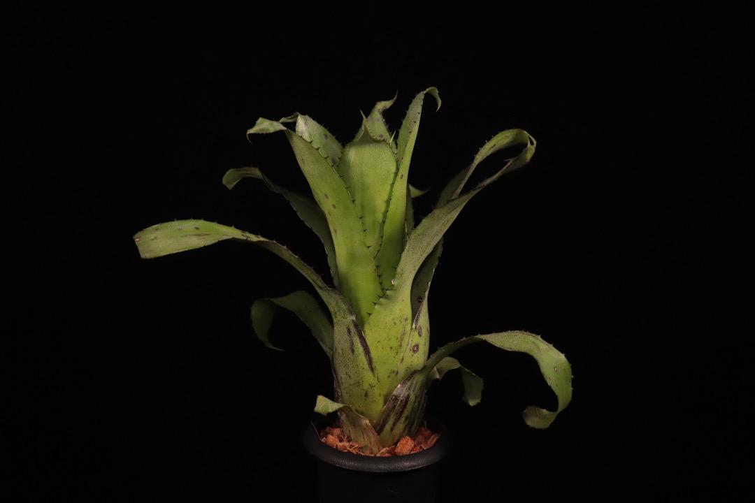 xHohenregelia 'Green Tea'〔ホヘンレゲリア〕H0166