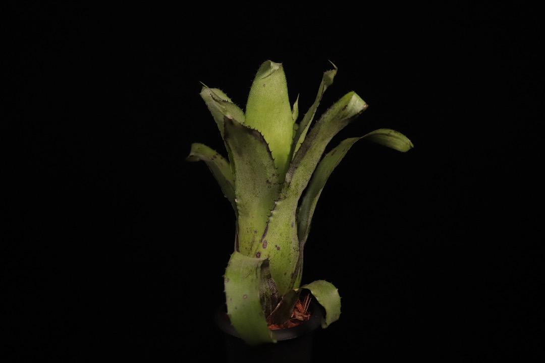 xHohenregelia 'Green Tea'〔ホヘンレゲリア〕H0166