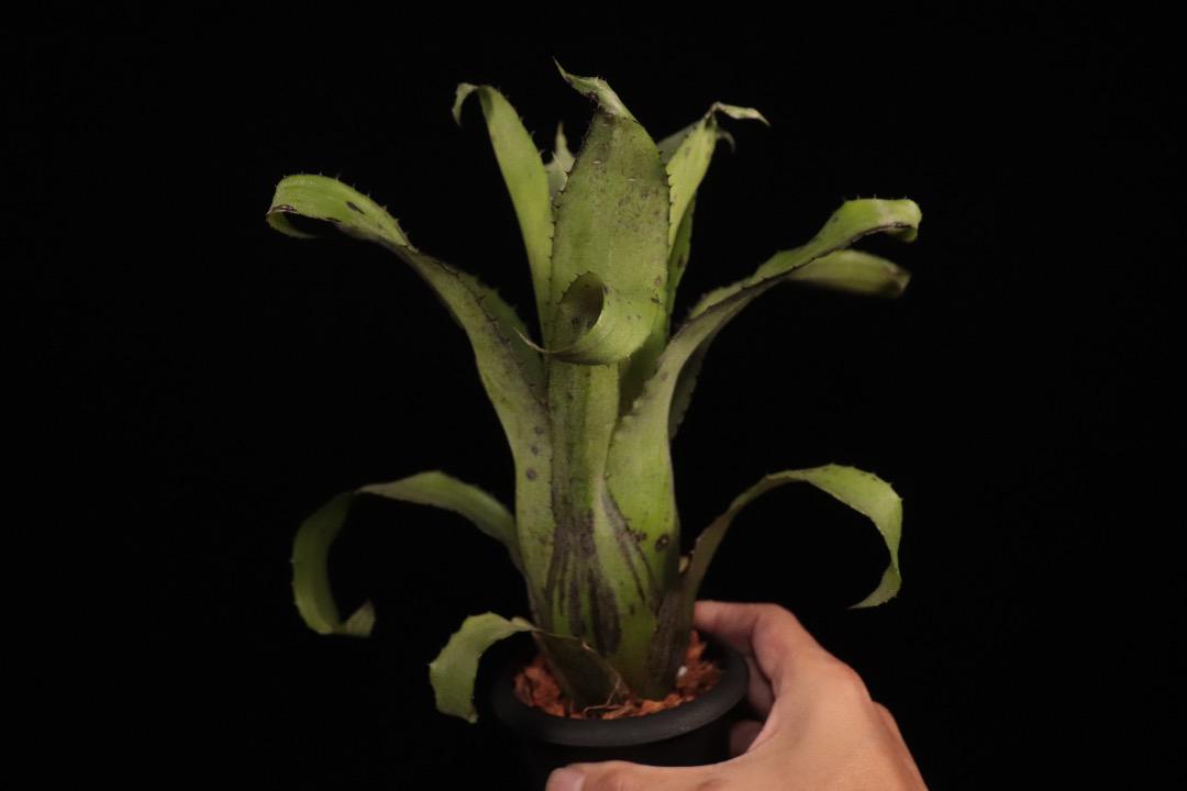 xHohenregelia 'Green Tea'〔ホヘンレゲリア〕H0166