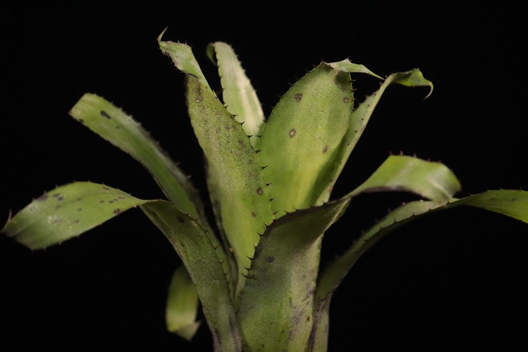 xHohenregelia 'Green Tea'〔ホヘンレゲリア〕H0166