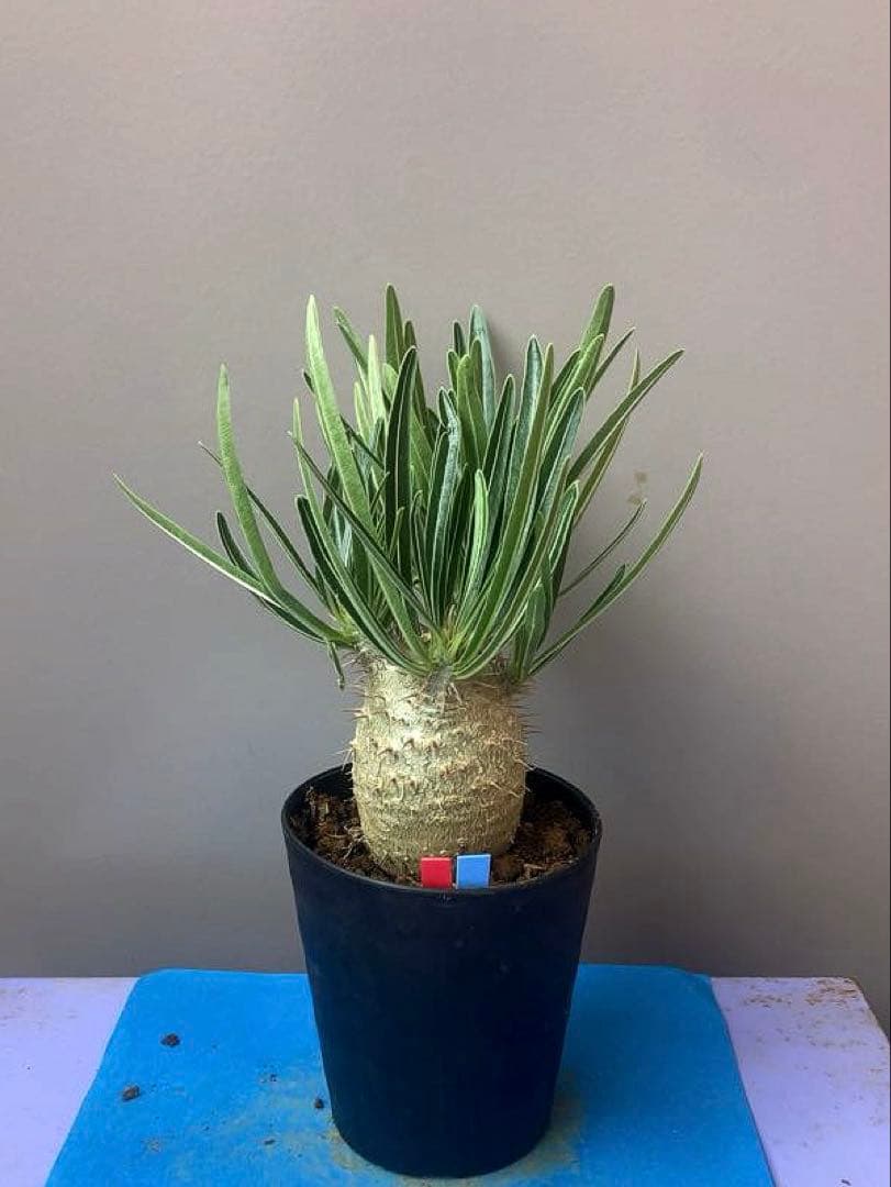 P1様 リクエスト 2点 まとめ商品