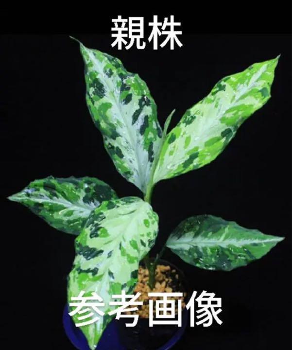 アグラオネマ 夢観極彩 千眼葉