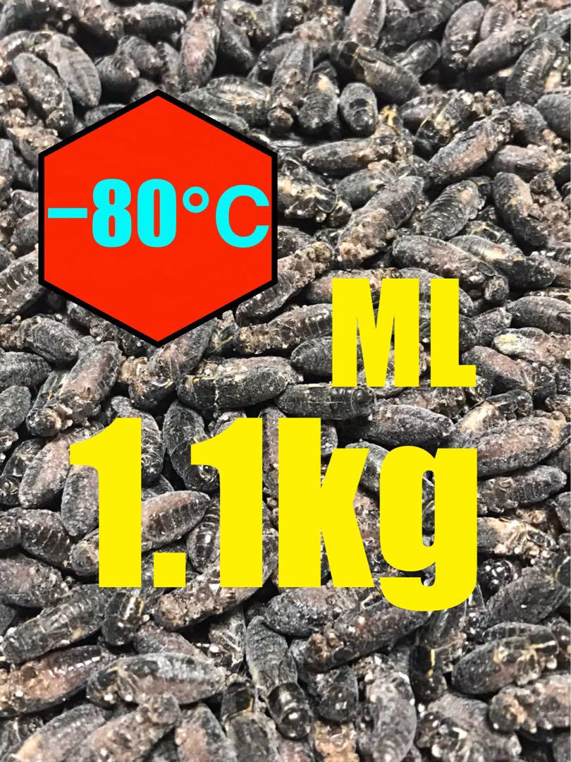 清潔コオロギ1.1kg 冷凍コオロギ　ＭＬサイズ　クロコオロギ　約1kg