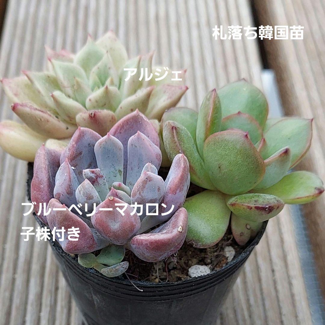 サ*メ様 Y718 ブルーベリーマカロン 105苗 多肉植物 土と根付き