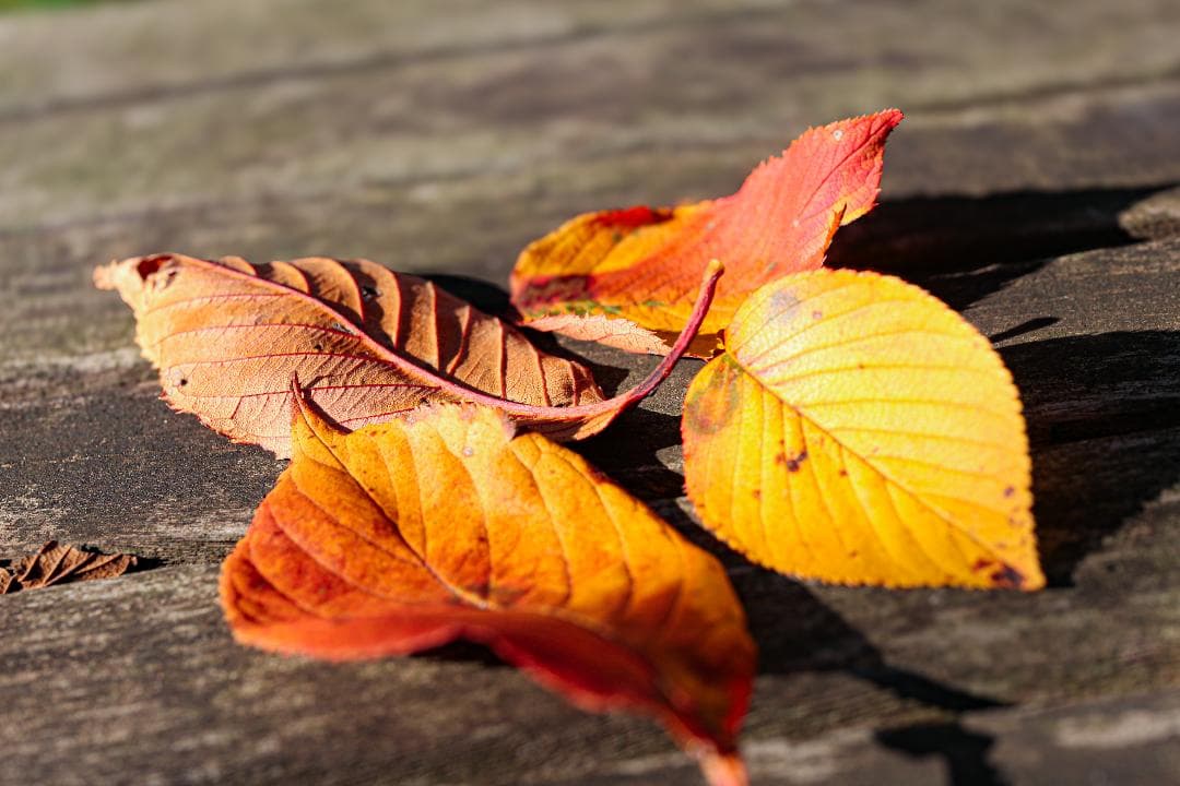 SIGMA 70mm F2.8 DG MACRO | Art 018 SIGMA 70mm F2.8 DG MACRO | Art 018