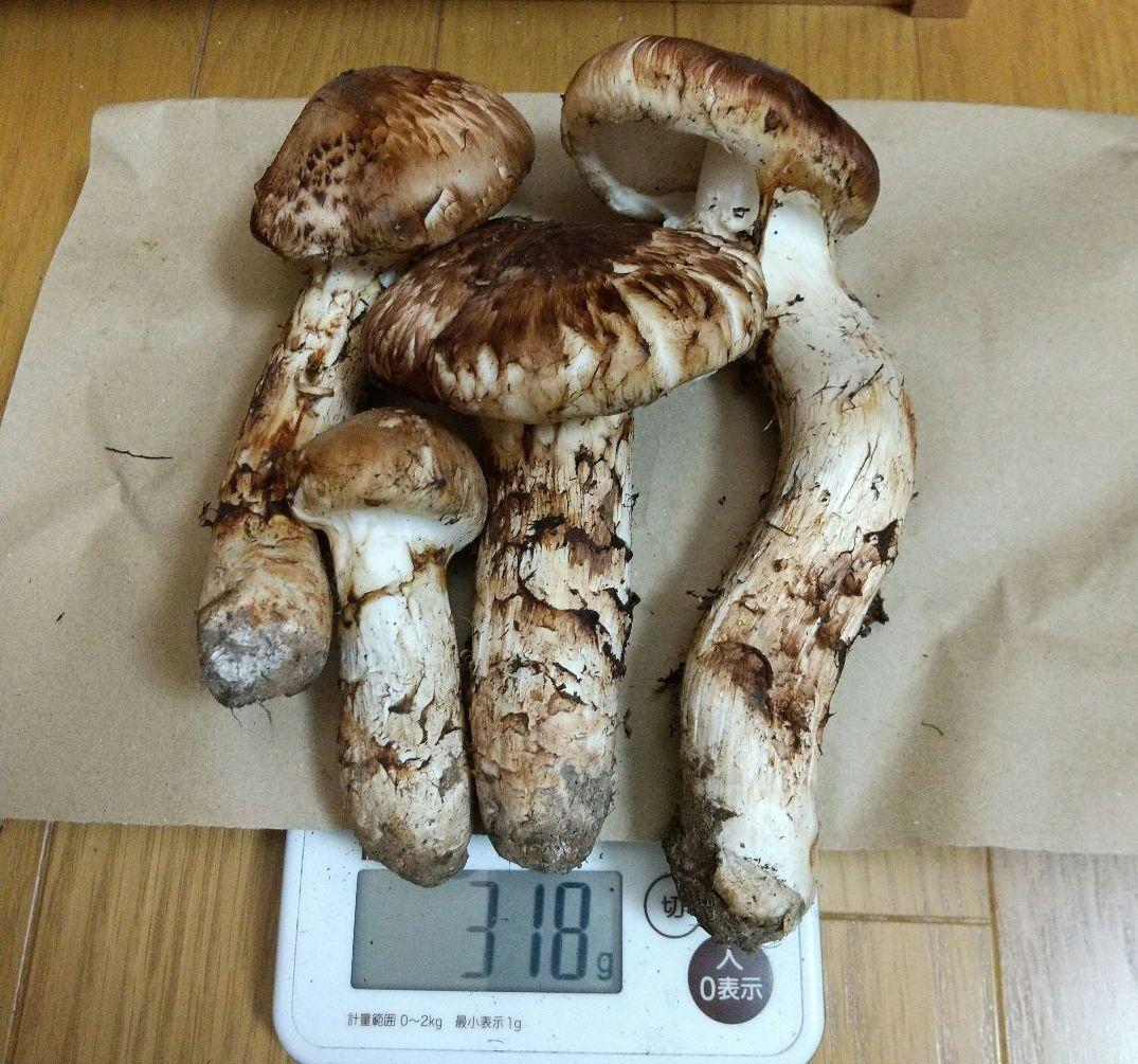 貴様専用岩手県産松茸 ３１８g＋３０３g