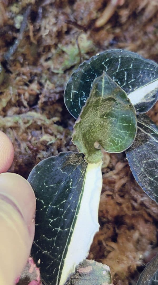 アネクトキルス フォルモサヌス目立った傷や汚れなし