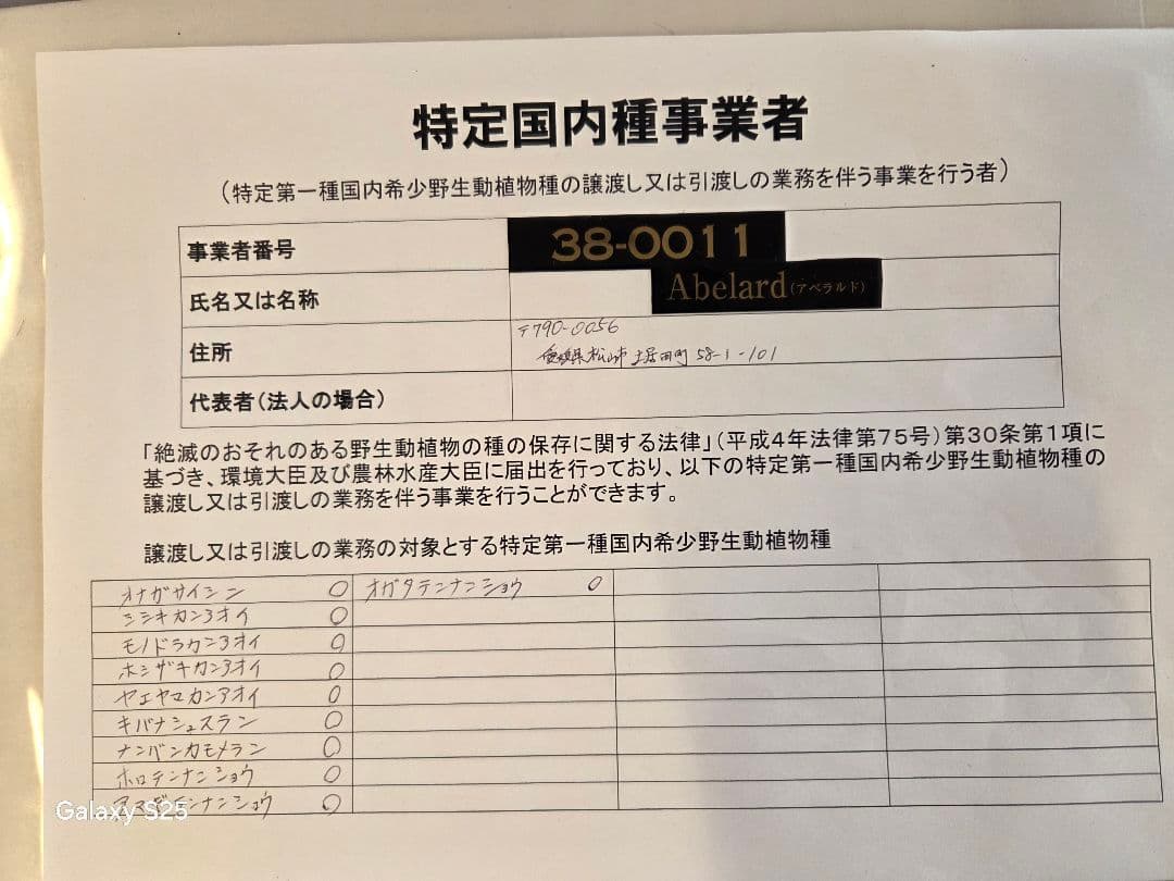 アネクトキルス フォルモサヌス目立った傷や汚れなし