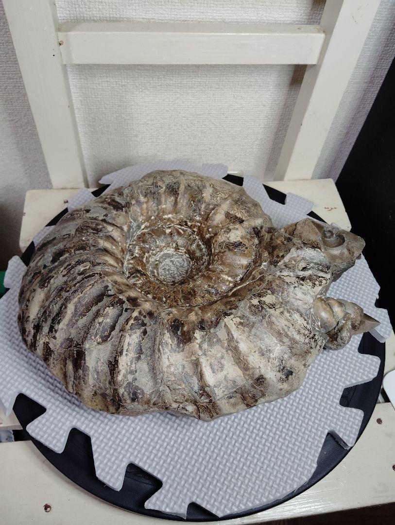 北海道アンモナイト　 化石　科学　自由研究　恐竜　発掘