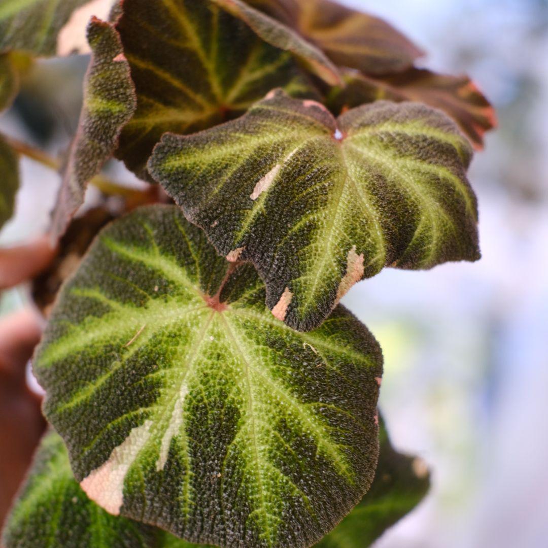 Begonia soli mutata Variegated/ベゴニア ピンク③