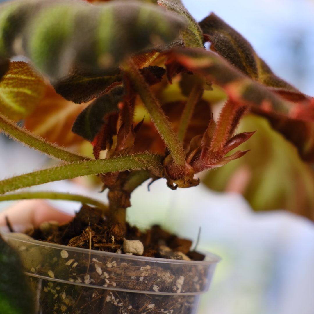 Begonia soli mutata Variegated/ベゴニア ピンク③