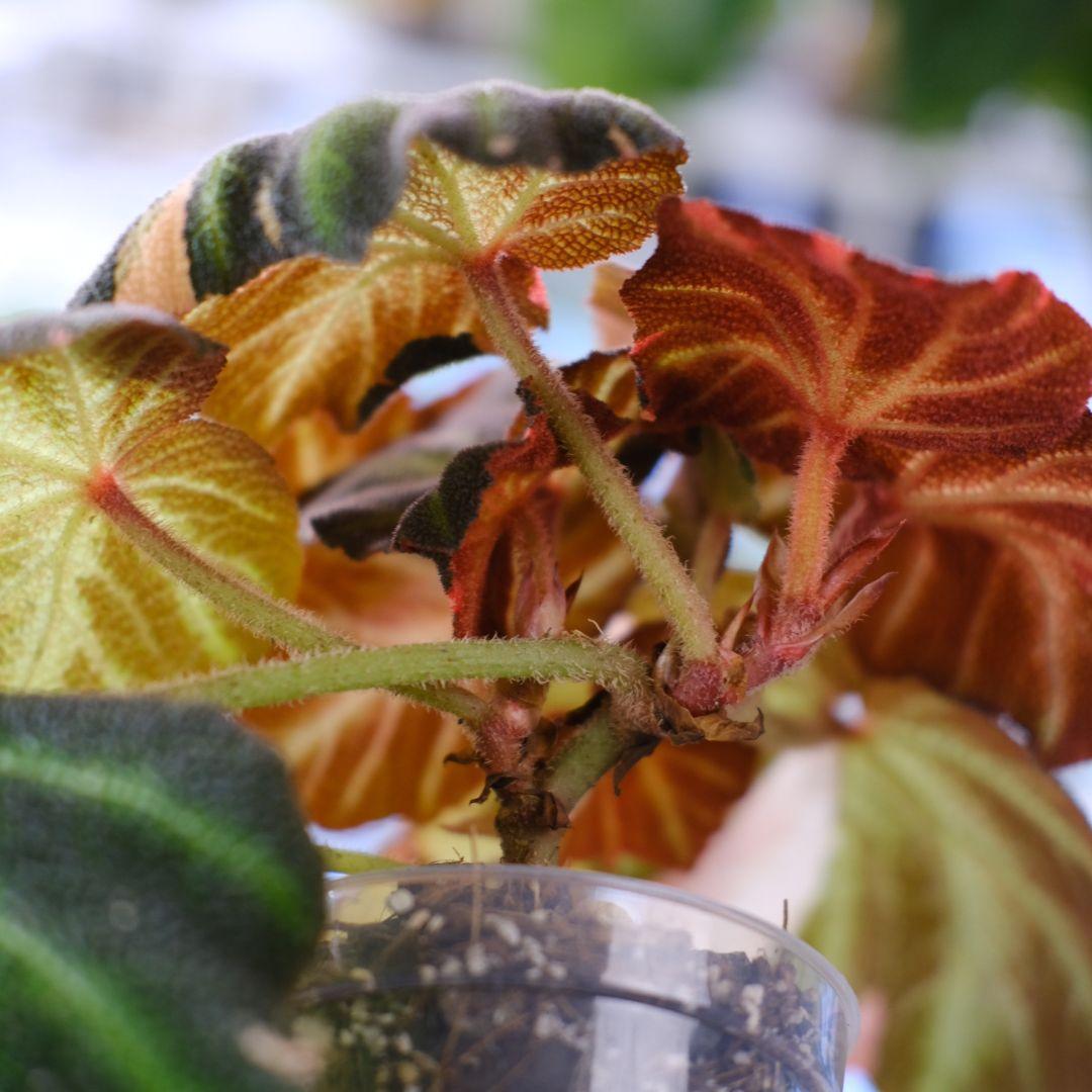Begonia soli mutata Variegated/ベゴニア ピンク③