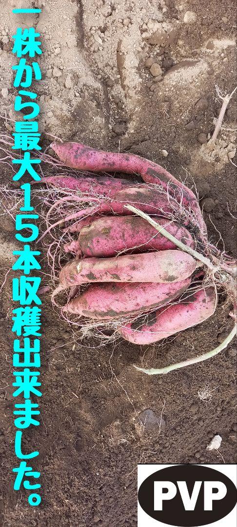 Betty様20本7月上旬発送分茨城県産紅はるかさつまいも苗ウイルス