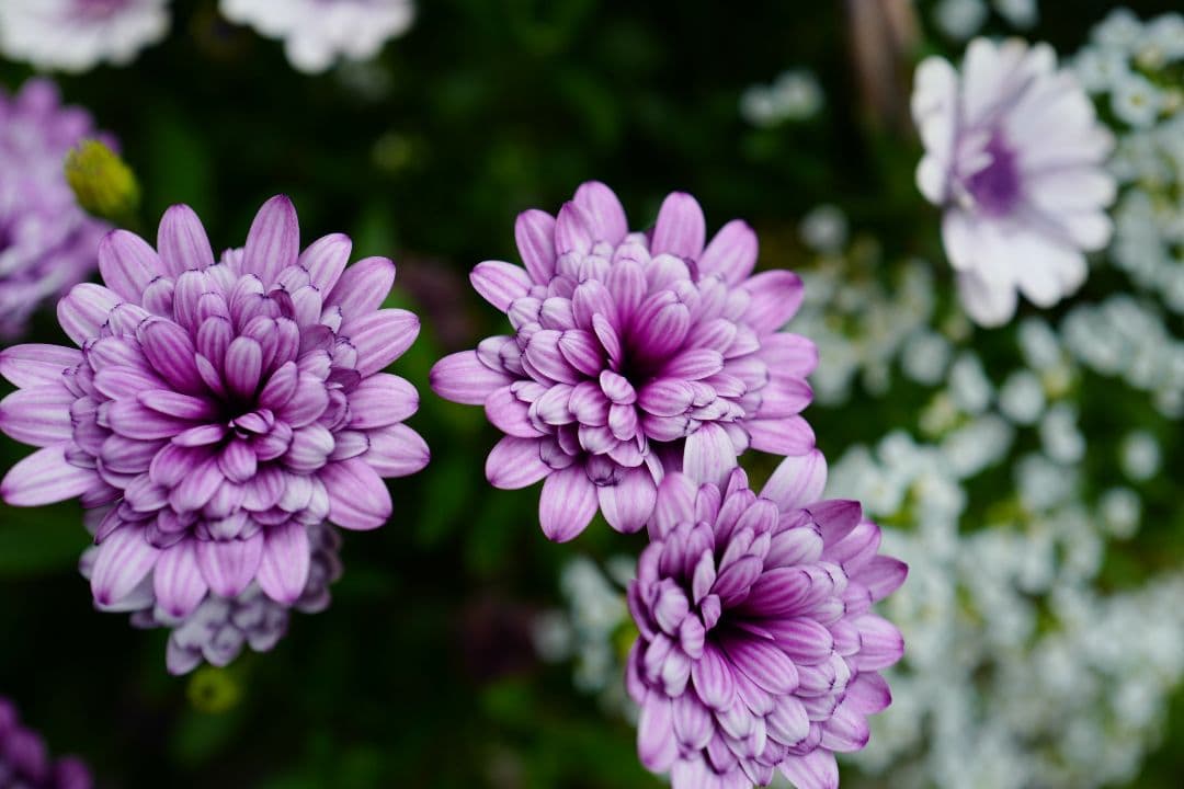 オステオスペルマム