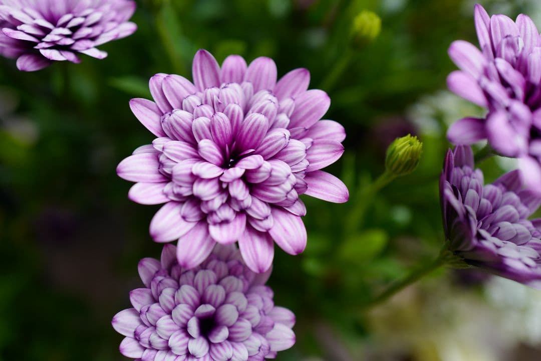 オステオスペルマム 挿し木苗