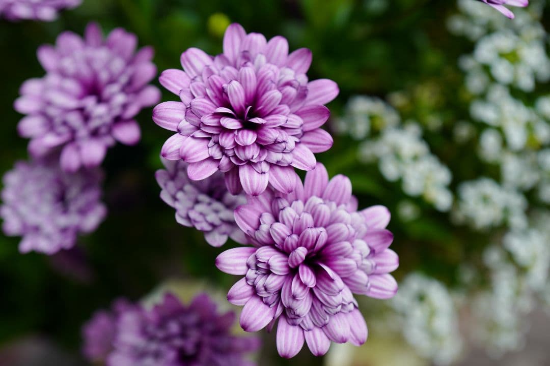 オステオスペルマム 挿し木苗