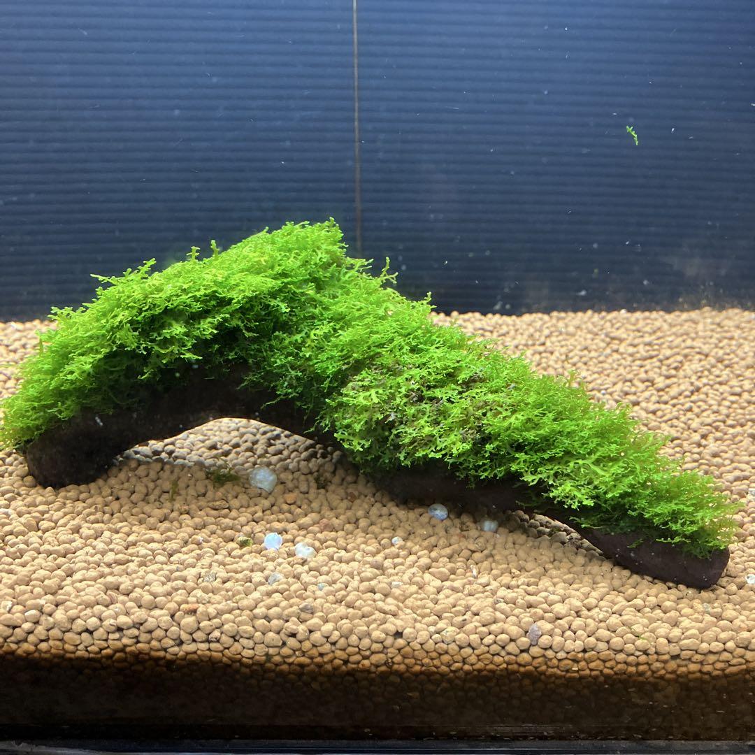 プレミアムモス流木