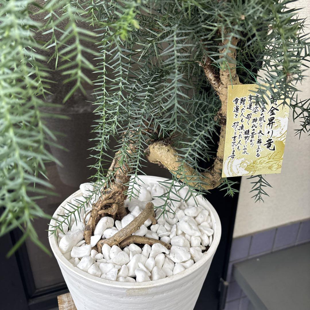 アロカリア ナンヨウスギ シマナンヨウスギ 南洋杉 観葉植物 8号