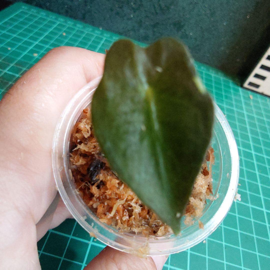 アロカシアヴェノム Baby株　メイソン株