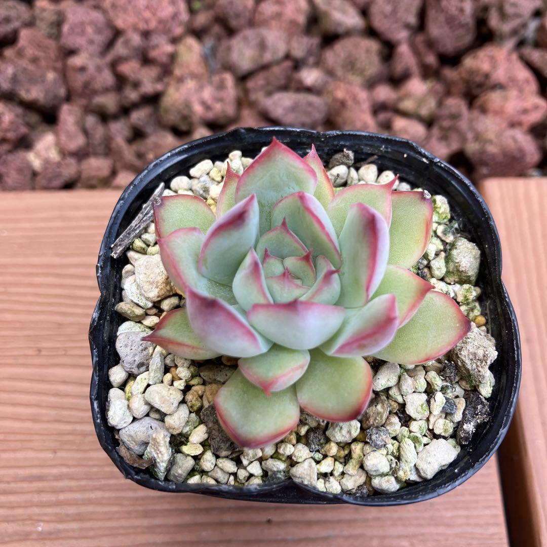 花うらら 苗サイズ6cm 抜き苗 多肉植物(多肉植物 花うらら 花うらら 苗サイズ6cm 抜き苗 多肉植物(多肉植物 花うらら