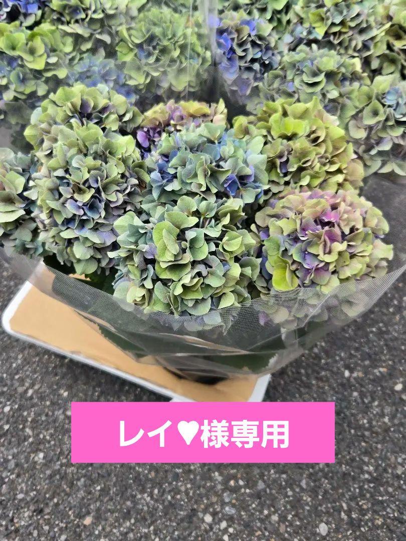☆福岡県ブランド☆ハイドランジア☆筑紫路風車ジーンズ☆5号鉢☆超希少☆