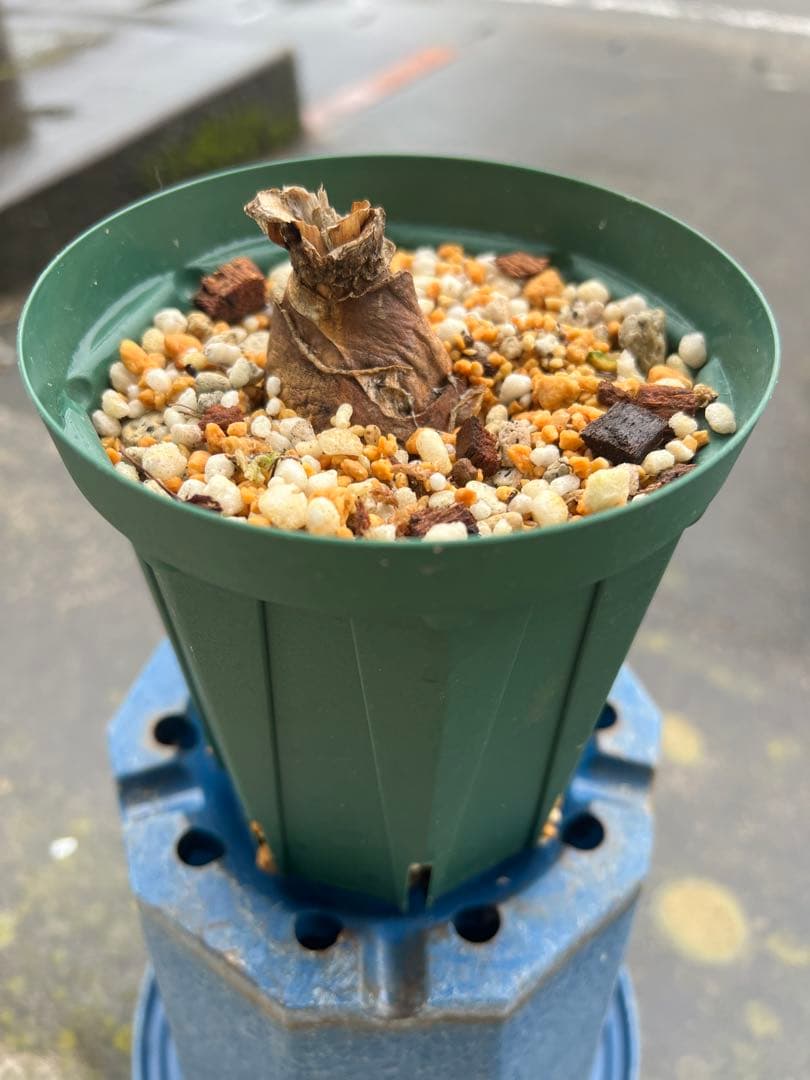 激レア❣️ パラモンガイア ウェベルバウエリ 1球 ビザールプランツ 球根 激レア❣️ パラモンガイア ウェベルバウエリ 1球 ビザールプランツ 球根