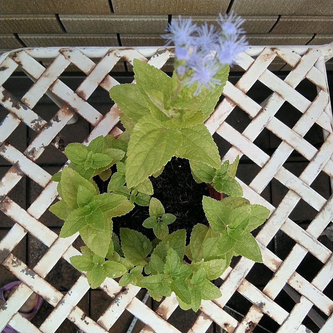 青色フジバカマ ユーパトリウム 苗 宿根草 メルカリ 青色フジバカマ ユーパトリウム 苗 宿根草 メルカリ