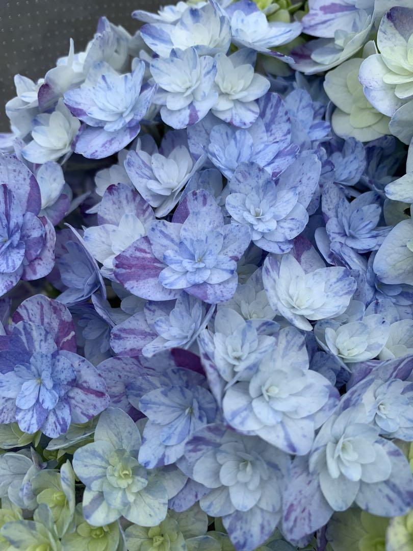 よく見る「芸能人が愛用 アジサイ 花終わり6鉢セット ハイドランジア 鉢花 鉢花