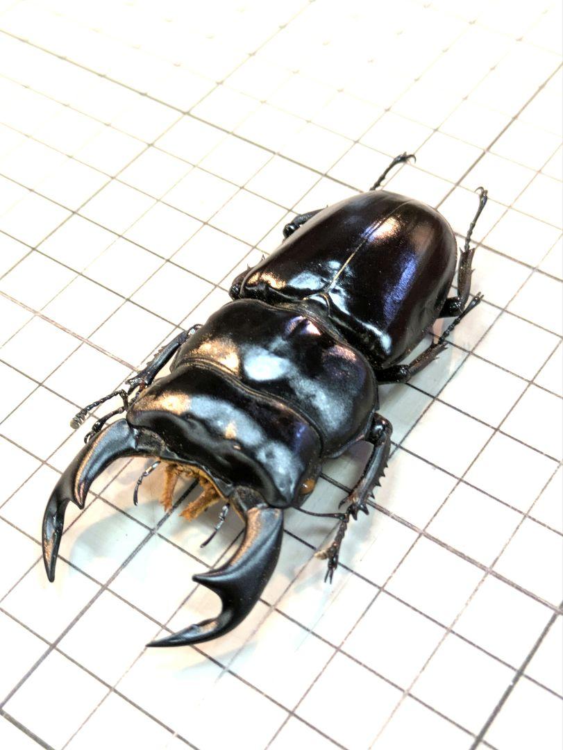 インドアンタエウス 81.6㎜ ラベル付 標本 アンタエウス