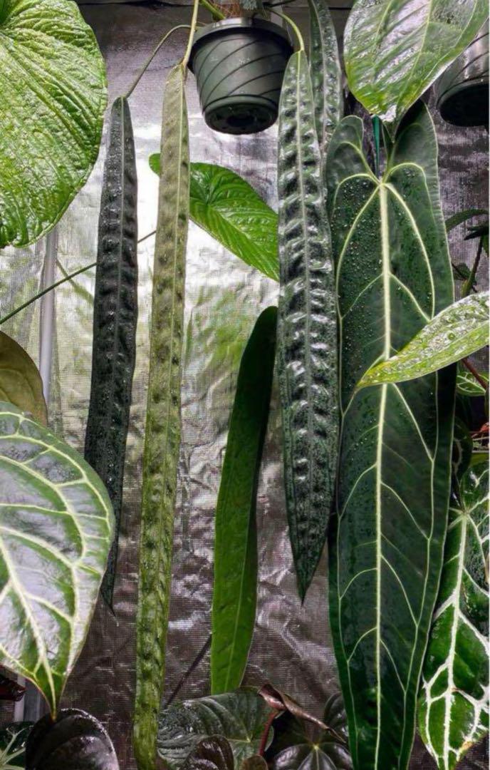 Anthurium wendlingeri / アンスリウム・ウェンドリンゲリ③ アンスリウム・ウェンドリンゲリ (Anthurium wendlingeri)