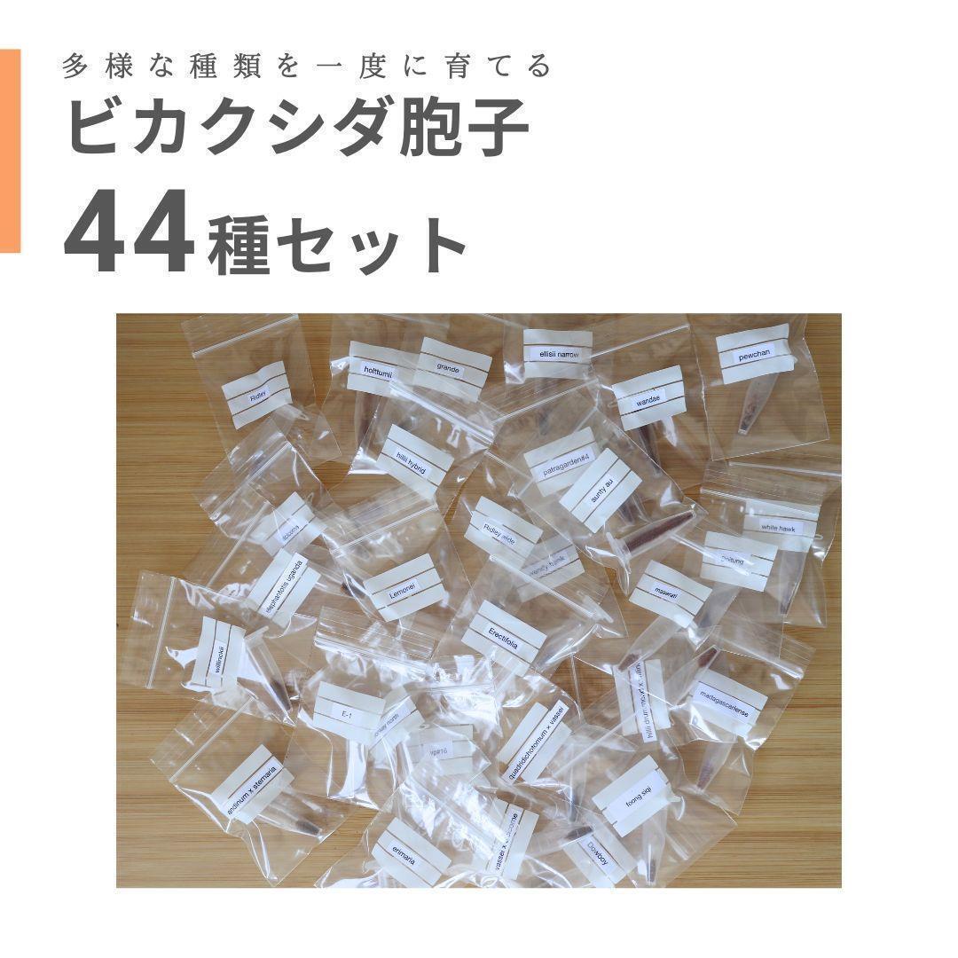 【数量限定】ビカクシダ胞子　45種セット