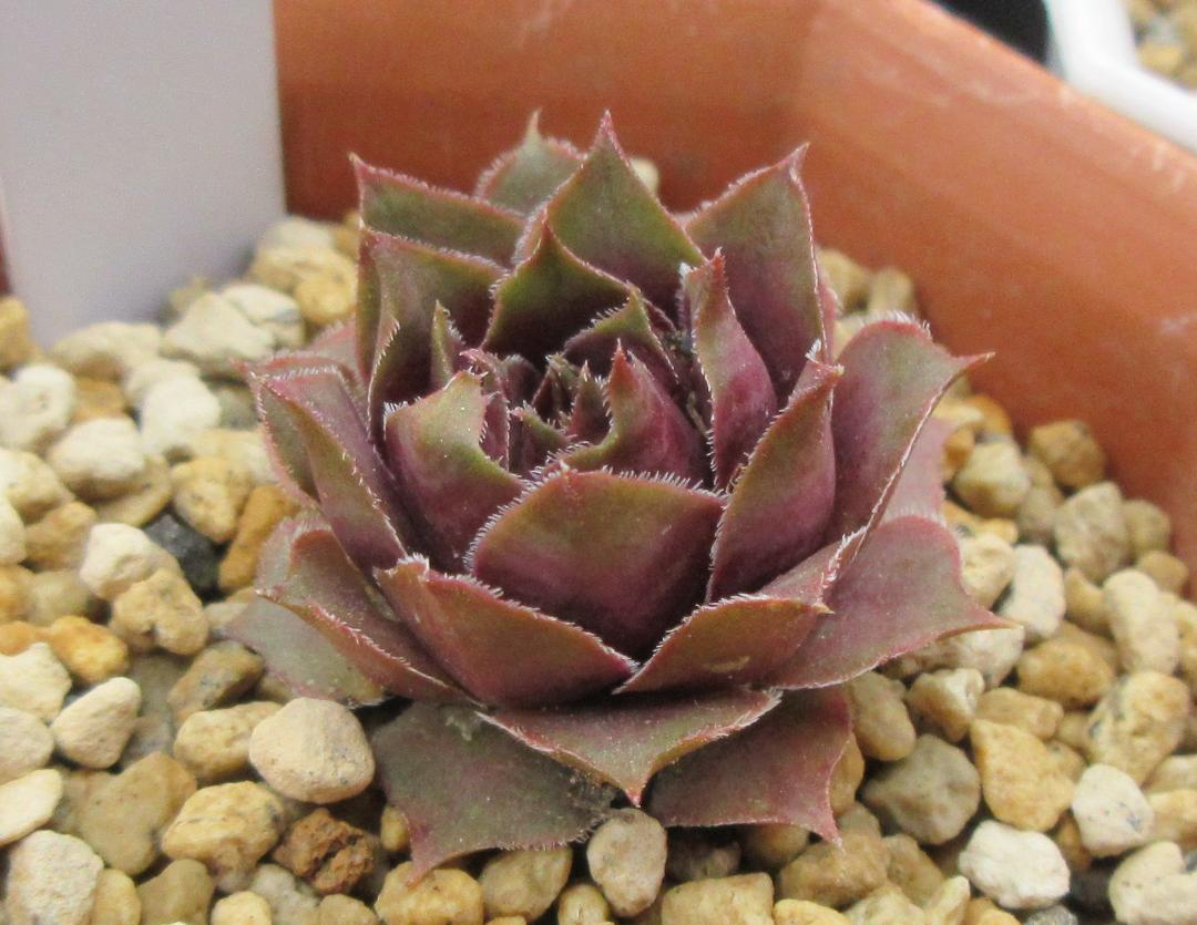 センペルクレージつばささん命名 夕　波 　Sempervivum　センペル