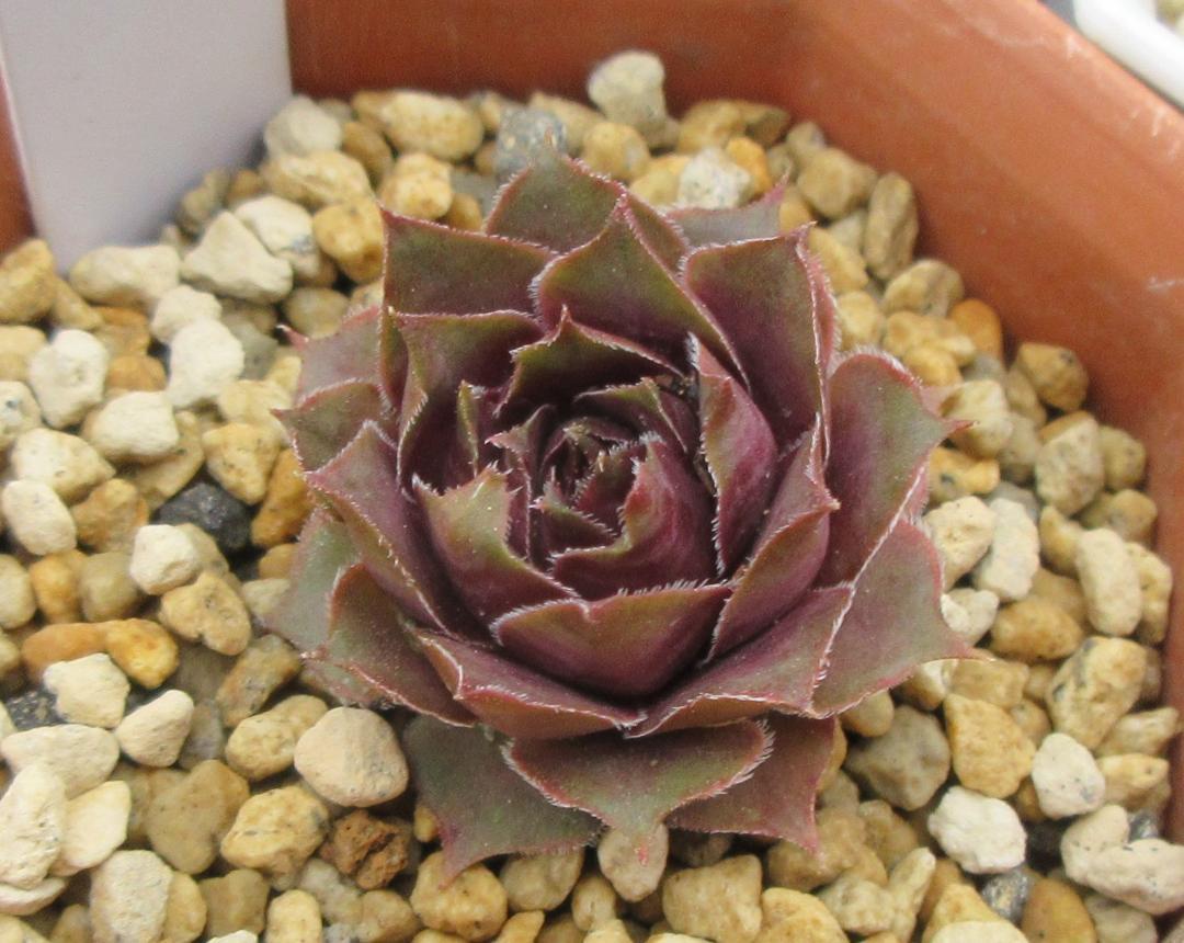 センペルクレージつばささん命名 夕　波 　Sempervivum　センペル