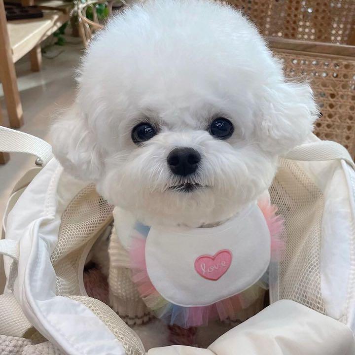 犬 スカーフ よだれかけ バンダナ おしゃれ 可愛い 小型犬 犬服 ペット服 猫 メルカリ 犬 スカーフ よだれかけ バンダナ おしゃれ 可愛い 小型犬 犬服 ペット服 猫 メルカリ