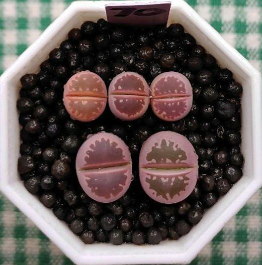 S70 オーダー出品 多肉植物リトープス/コノフィツム抜き苗