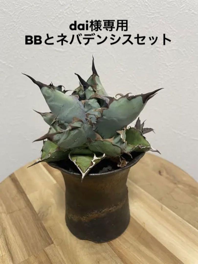 アガベ チタノタ BB ブラック&ブルー 子株付き