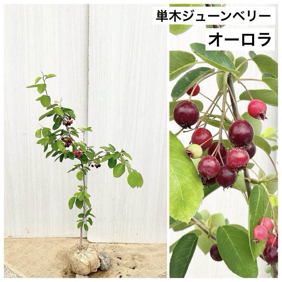 F3スモークツリー緑花接木高さ70cm4.5号ポット大苗グリーンファー F2スモークツリー緑花接木高さ70cm4.5号ポット大苗グリーン