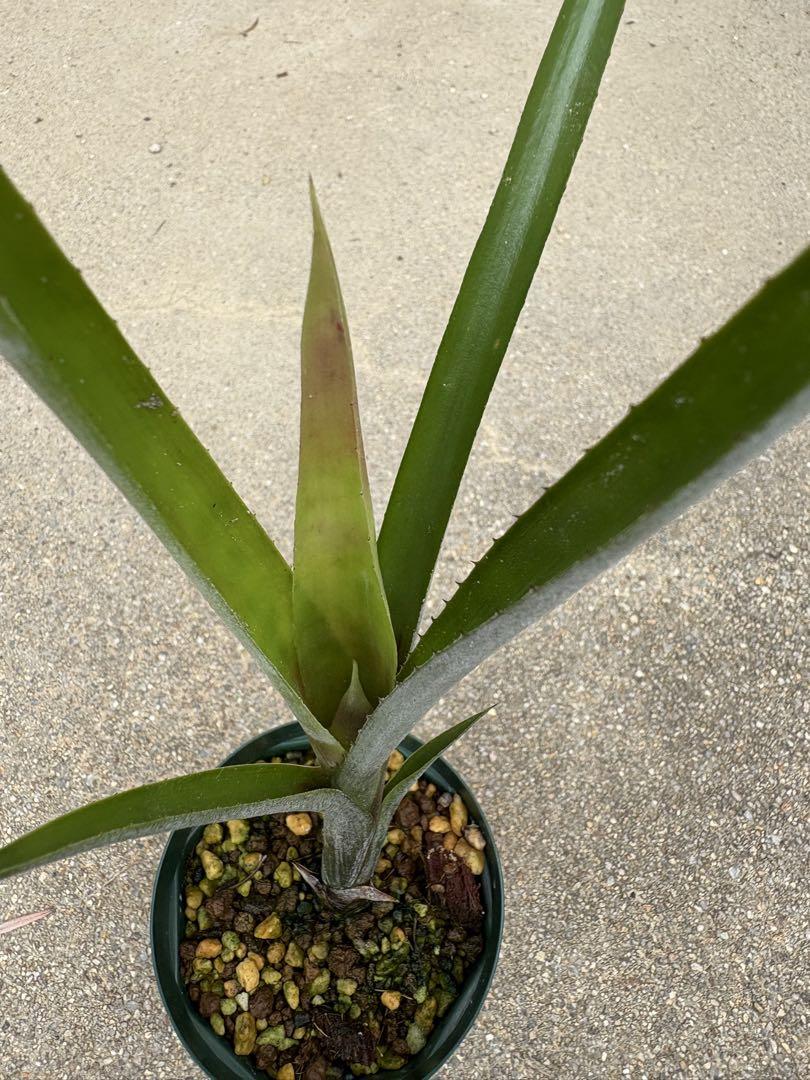ユ*キ様 quesnelia seideliana (red form) 一苗