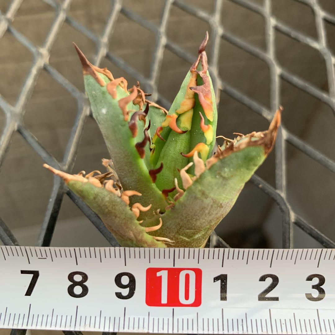 爆売り! アガベ レッドキャットウィーズル【ゴリ猫】胴切り発芽株