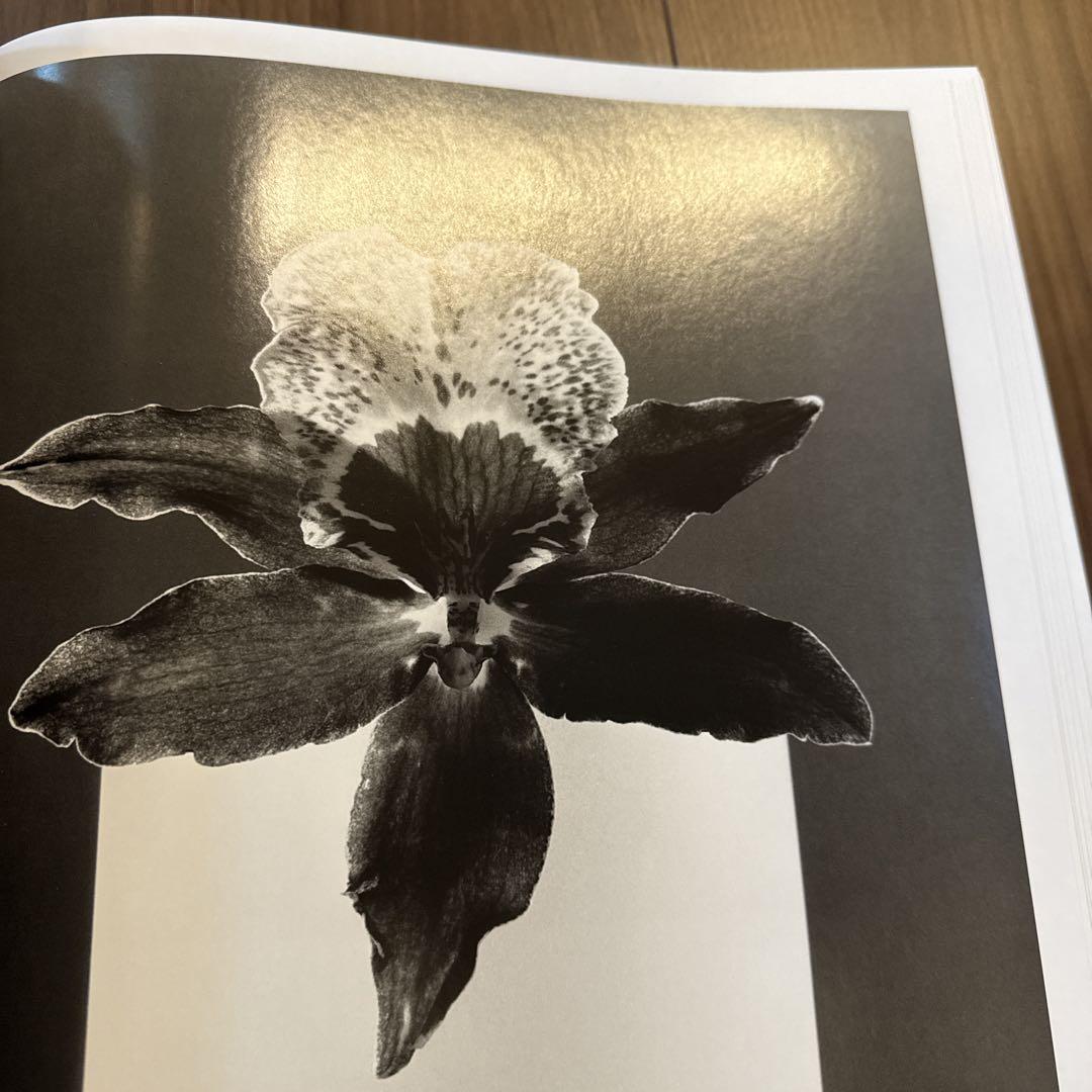 FLORA Mapplethorpe