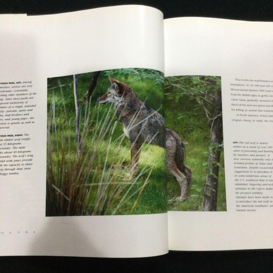 Wolves オオカミ 写真集 洋書 狼 ウルフ Wolf アニマル 動物