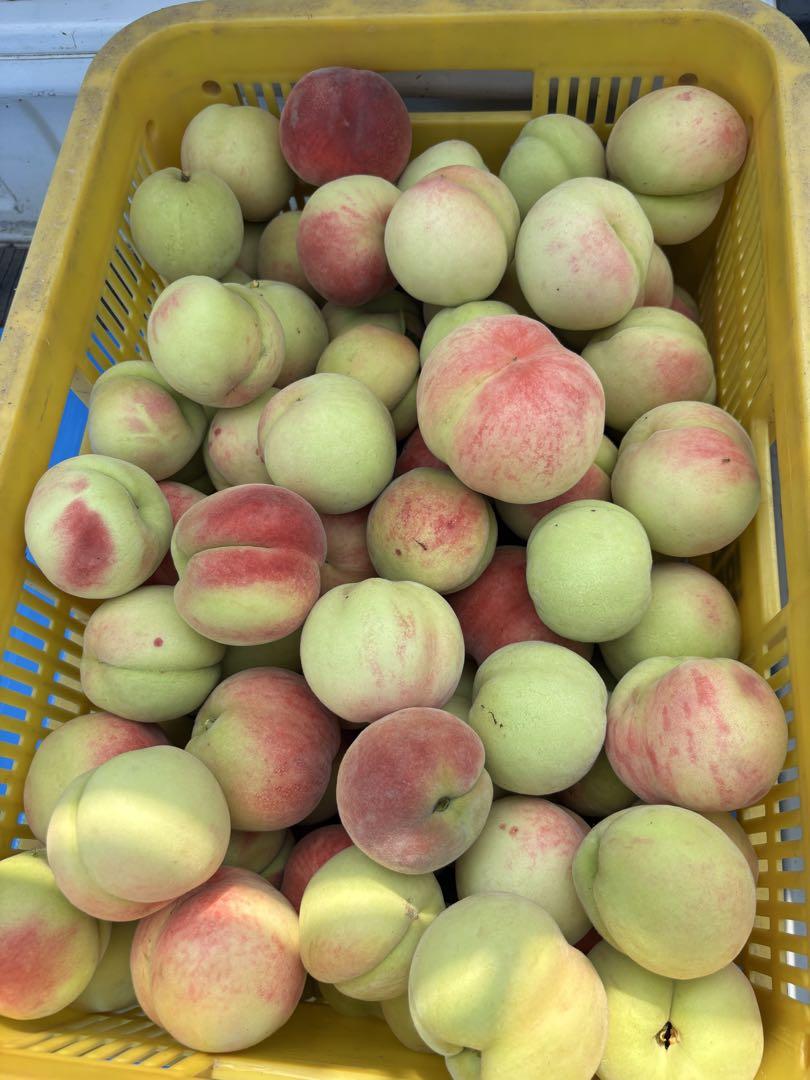 15時まで出品　硬めも桃　コンビニNG 福島県産　暁星