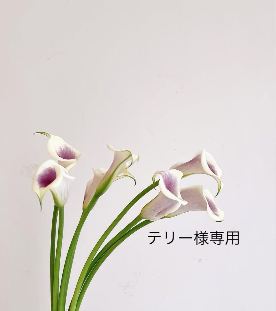 テリー 　TRクリーム　VBソリューション　ブリリアントレフィル
