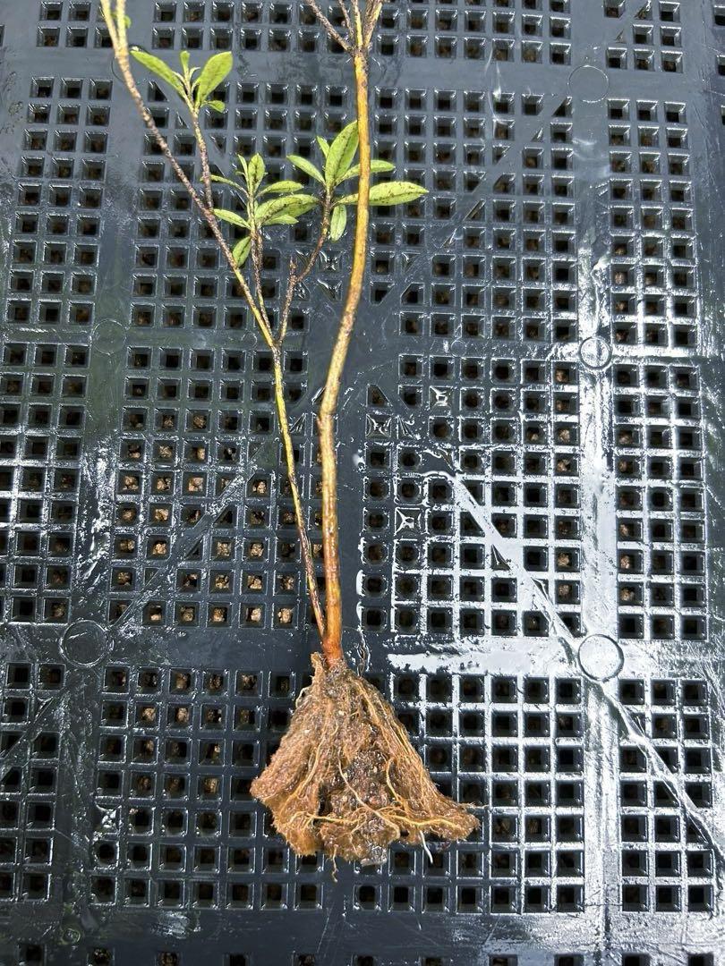 Tabby 明日葉　小さめ抜き苗 アシタバ明日葉抜き苗5株 オマケ付き三つ葉苗と山椒の葉 栽培