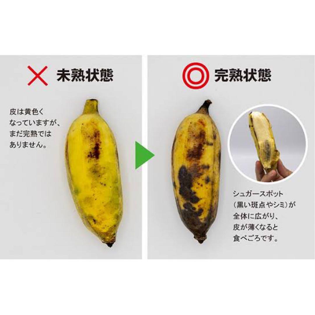アップルバナナ苗　2本セット　120cm程度 ハワイ原産・リンゴ味のアップルバナナ苗木販売・その名の通り