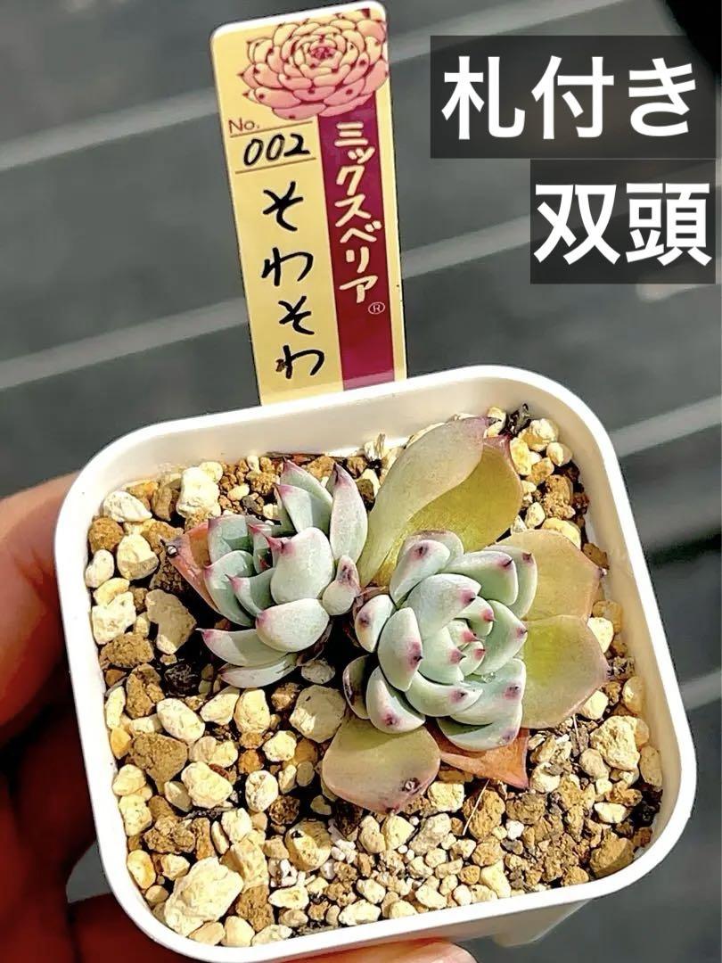 札付き★ミックスベリア　そわそわ　双頭