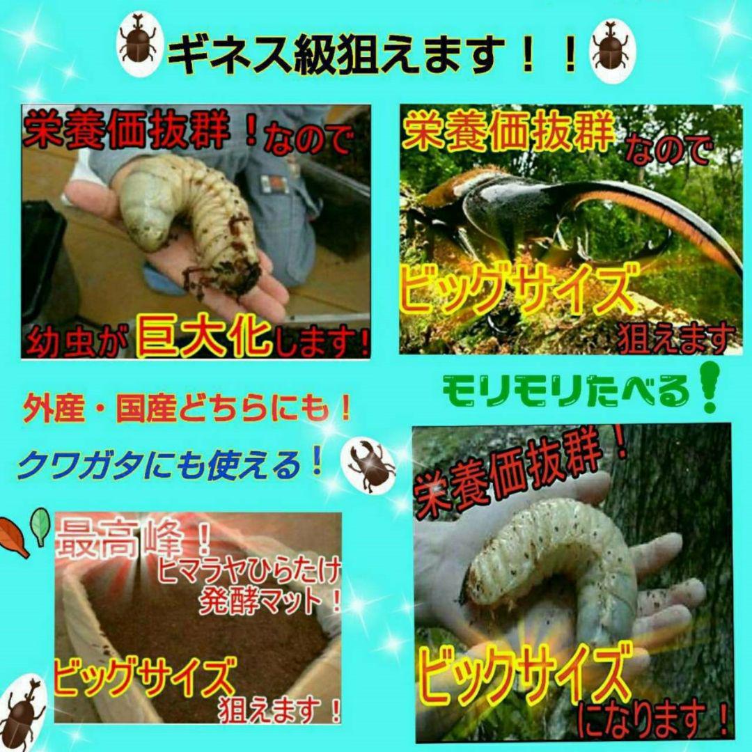 送料無料!80リットル カブトムシ幼虫の餌!巨大化!ヒマラヤひら 送料無料!80リットル カブトムシ幼虫の餌!巨大化!ヒマラヤひら